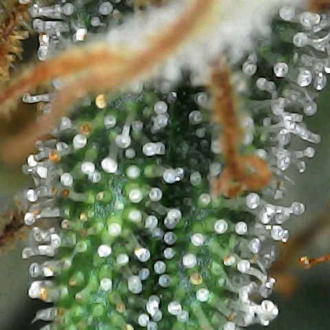 Hulkberry Auto growlog timeline photo