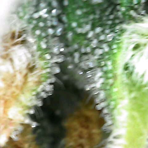Hulkberry Auto growlog timeline photo