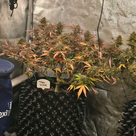 Hulkberry Auto growlog timeline photo