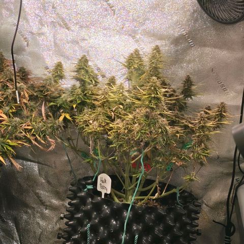 Hulkberry Auto growlog timeline photo
