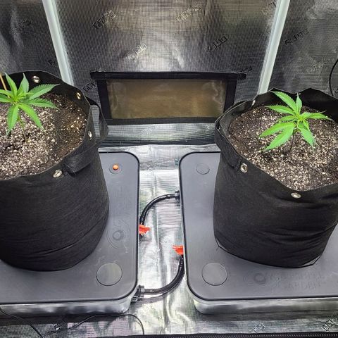 Electrify growlog photo: Day 1