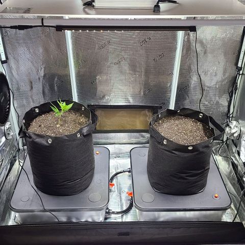 Electrify growlog photo: Day 1