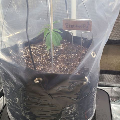 Electrify growlog timeline photo