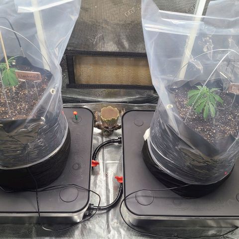 Electrify growlog timeline photo