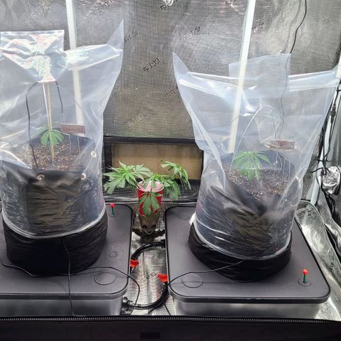 Electrify growlog timeline photo