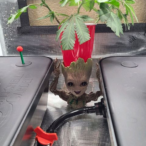 Electrify growlog timeline photo