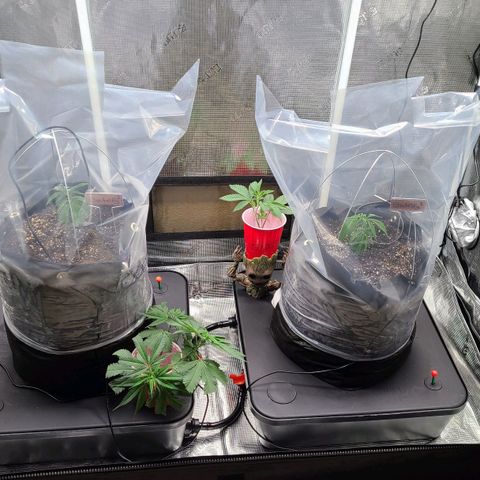 Electrify growlog timeline photo