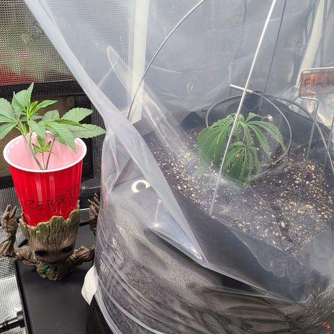Electrify growlog timeline photo