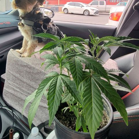 Electrify growlog timeline photo