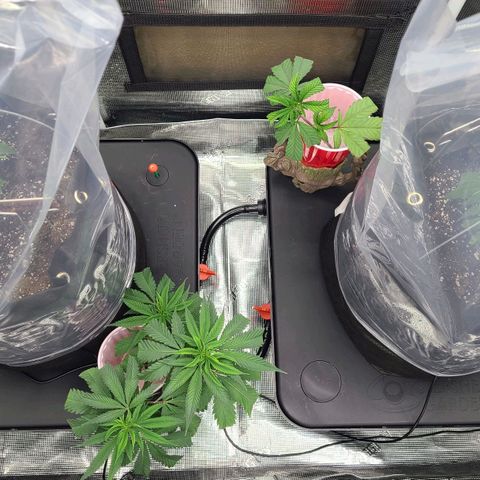 Electrify growlog timeline photo