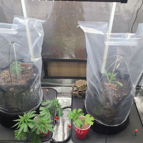 Electrify growlog timeline photo