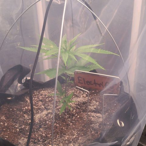 Electrify growlog timeline photo