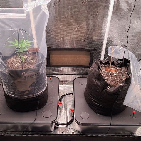 Electrify growlog timeline photo
