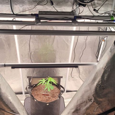 Electrify growlog timeline photo