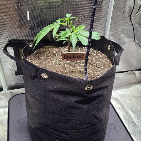Electrify growlog photo: Topped at 6:20 pm