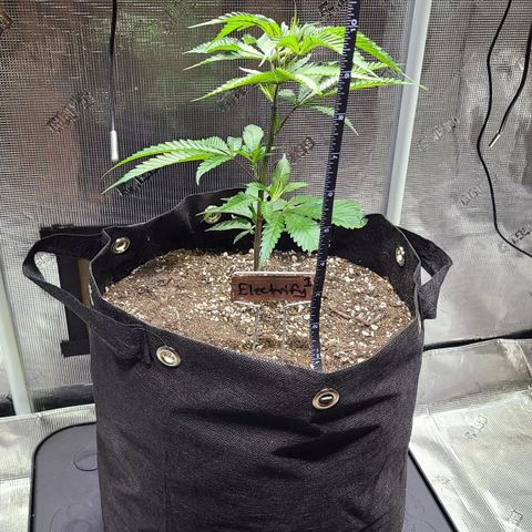 Electrify growlog photo: Topped at 6:20 pm