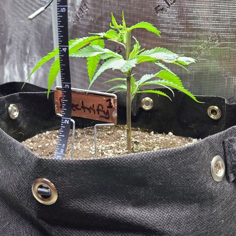 Electrify growlog photo: Topped at 6:20 pm