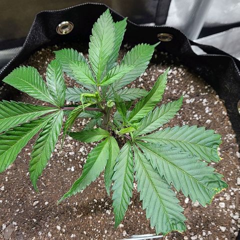 Electrify growlog photo: Topped at 6:20 pm