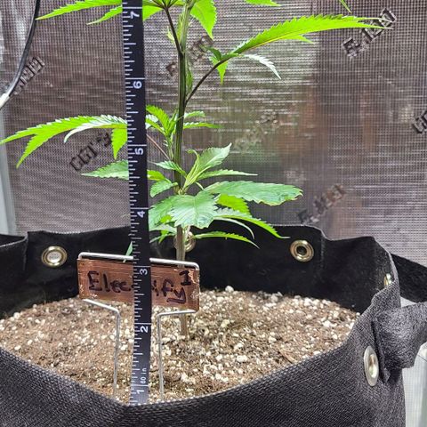 Electrify growlog photo: Topped at 6:20 pm