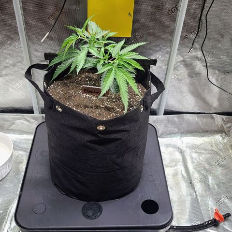 Electrify growlog photo: First Athena Nutes half strength 