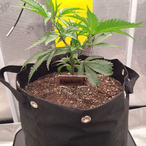 Electrify growlog timeline photo