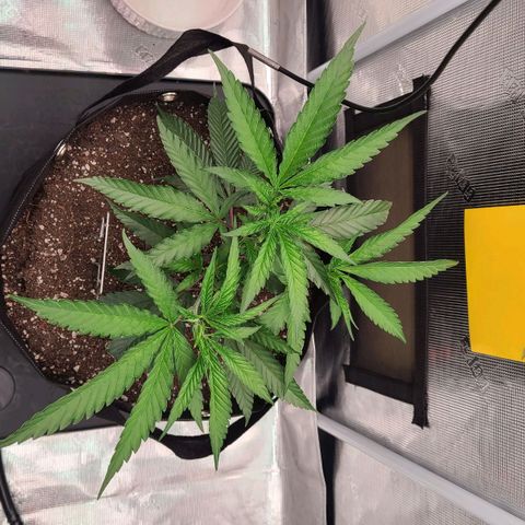 Electrify growlog timeline photo