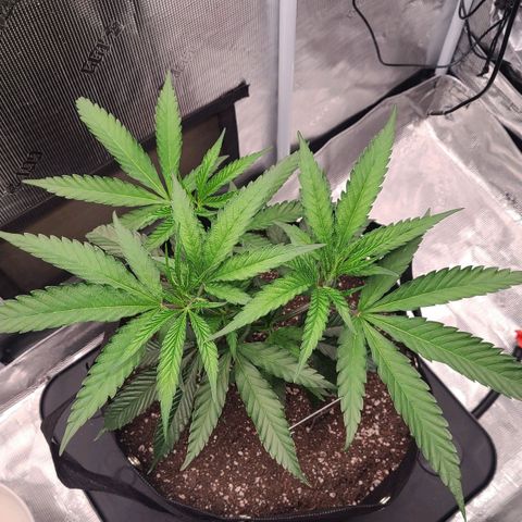 Electrify growlog timeline photo