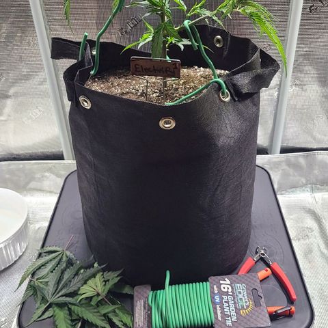 Electrify growlog photo: Trimmed and spread 