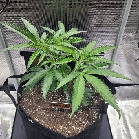 Electrify growlog photo: Trimmed and spread 