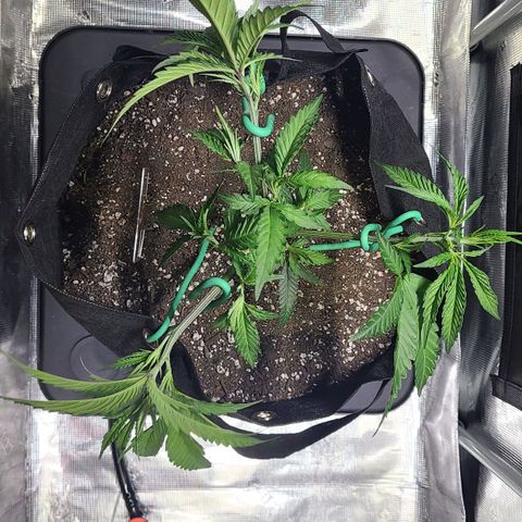 Electrify growlog timeline photo