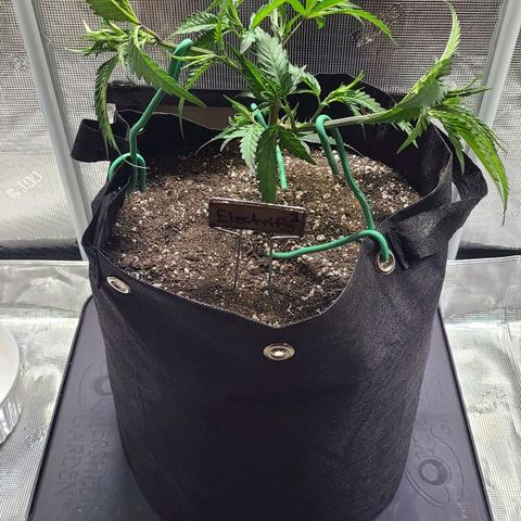 Electrify growlog timeline photo