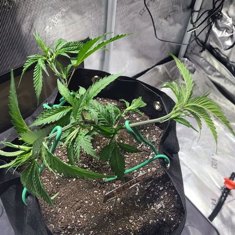 Electrify growlog timeline photo