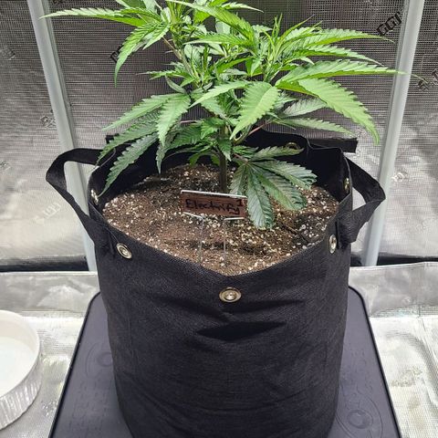 Electrify growlog photo: Trimmed and spread 
