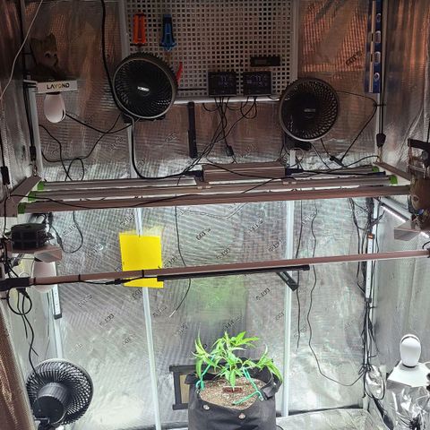 Electrify growlog timeline photo