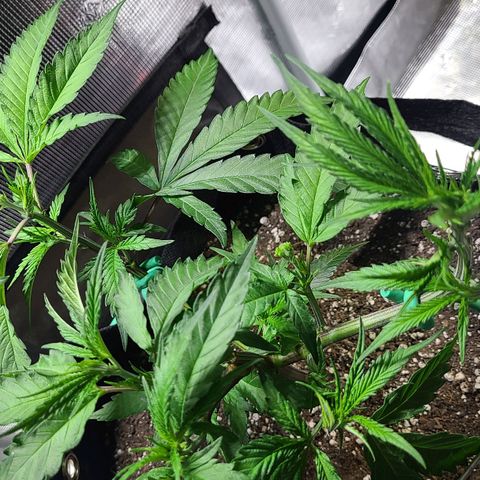 Electrify growlog photo: After Fimming