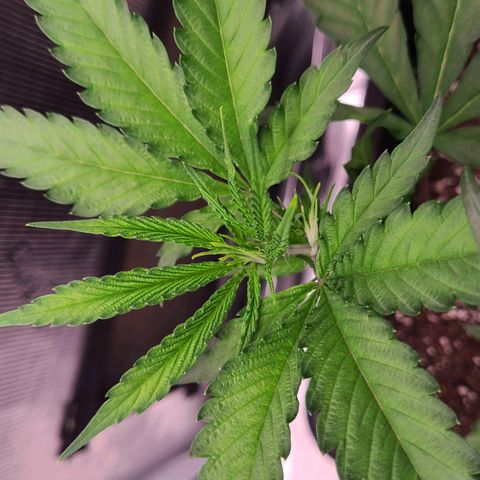 Electrify growlog photo: After Fimming