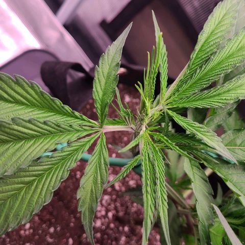 Electrify growlog photo: After Fimming