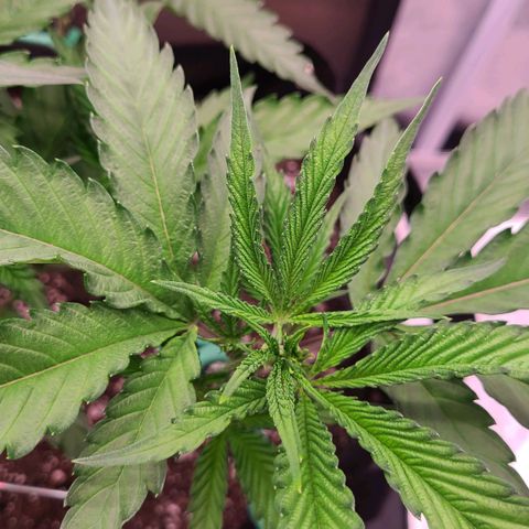 Electrify growlog photo: After Fimming