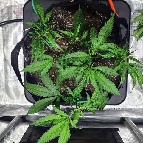 Electrify growlog photo: After Fimming