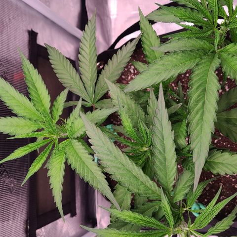 Electrify growlog photo: After Fimming
