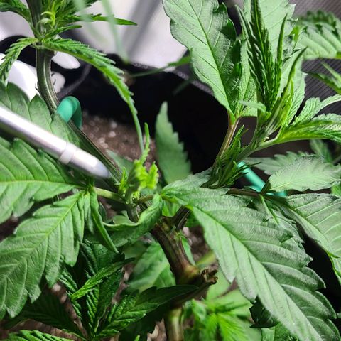 Electrify growlog photo: After Fimming