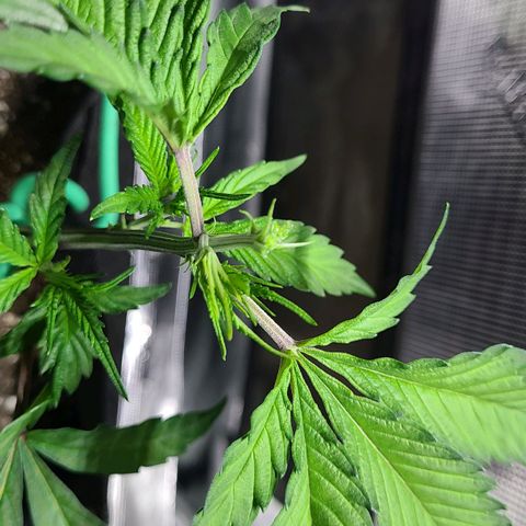 Electrify growlog photo: After Fimming