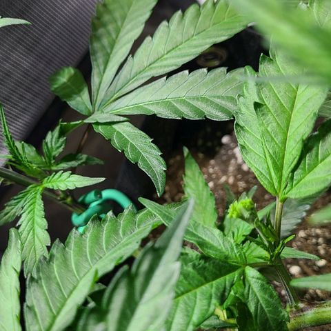 Electrify growlog photo: After Fimming