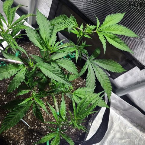 Electrify growlog photo: After Fimming