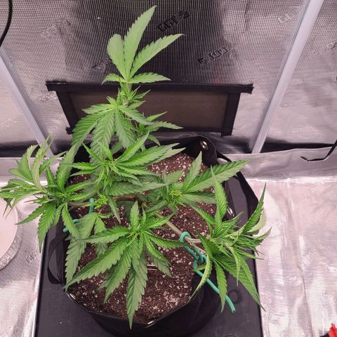 Electrify growlog photo: Lamp on 5