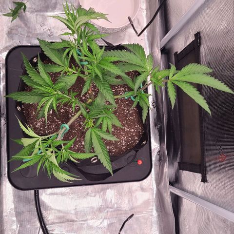 Electrify growlog photo: Lamp on 5