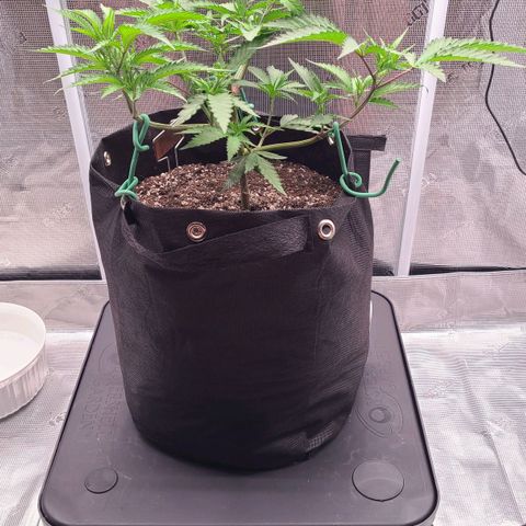 Electrify growlog photo: More trim and LST. 