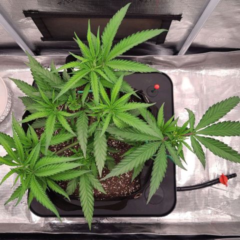 Electrify growlog timeline photo