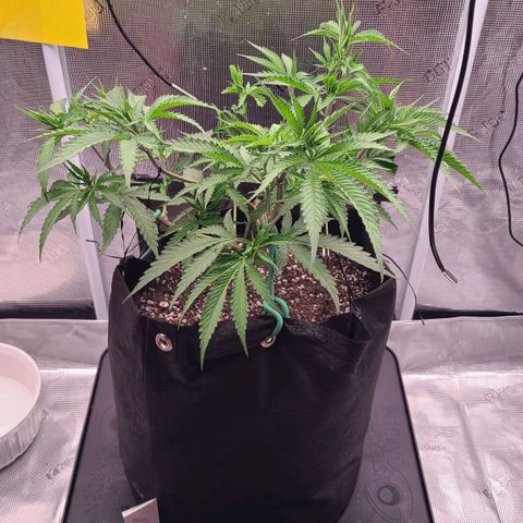 Electrify growlog timeline photo