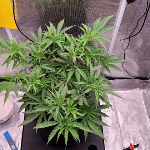 Electrify growlog timeline photo